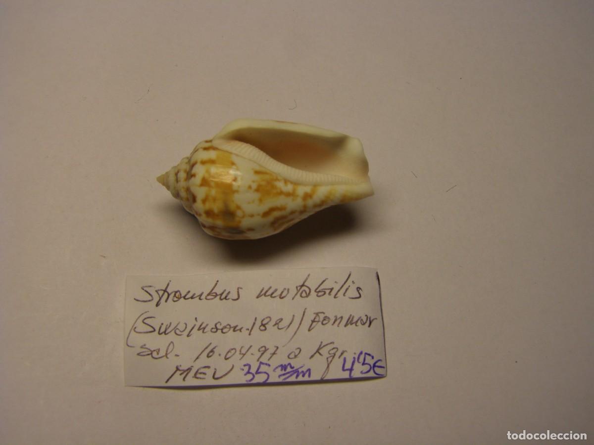 Coleccionismo de moluscos: Caracol snail shell strombus mutabilis. - Foto 3