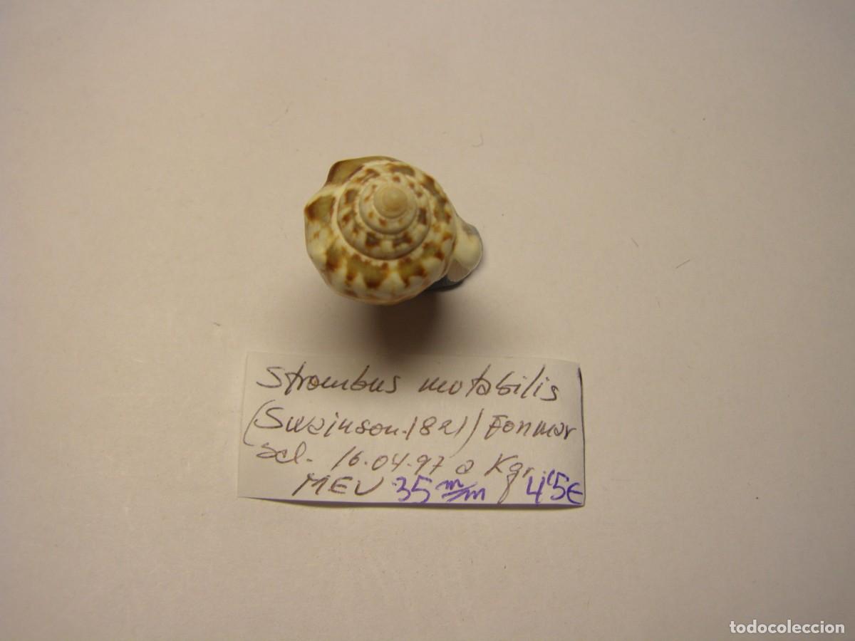 Coleccionismo de moluscos: Caracol snail shell strombus mutabilis. - Foto 4