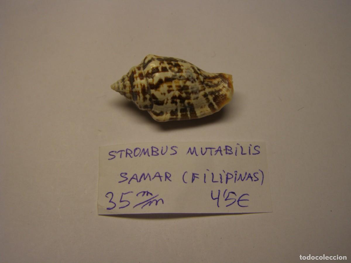 Coleccionismo de moluscos: Caracol snail shell strombus mutabilis. Filipinas.