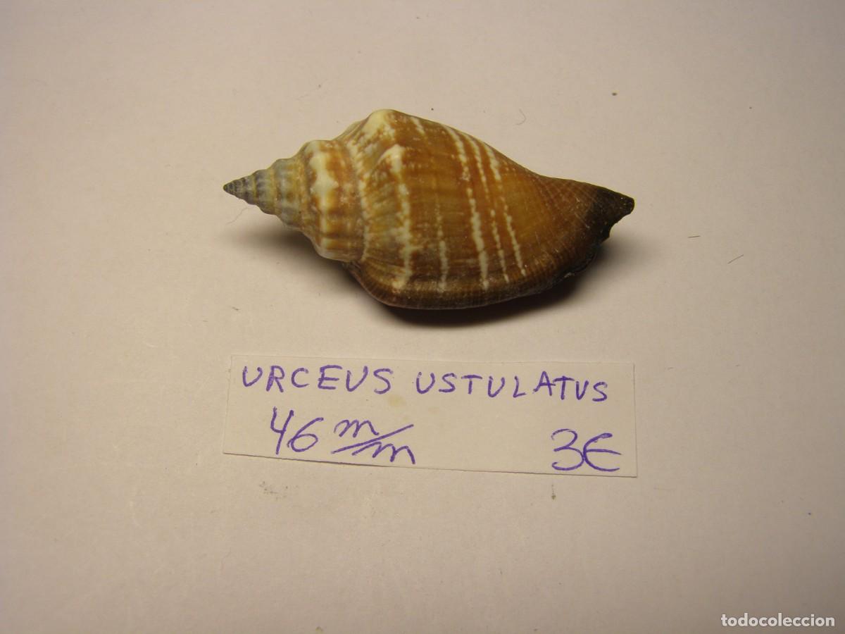 Coleccionismo de moluscos: Caracol snail shell strombus urceus ustulatus.