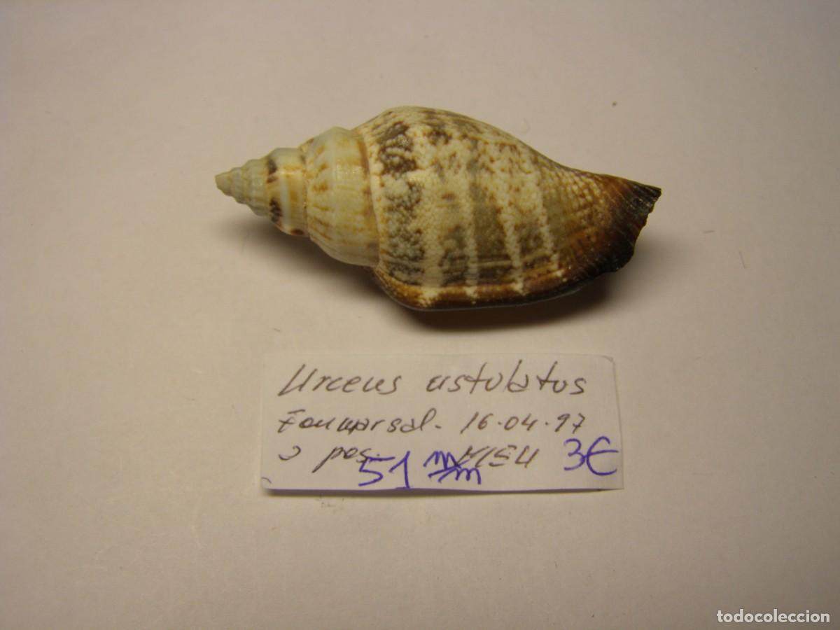 Coleccionismo de moluscos: Caracol snail shell strombus urceus ustulatus.