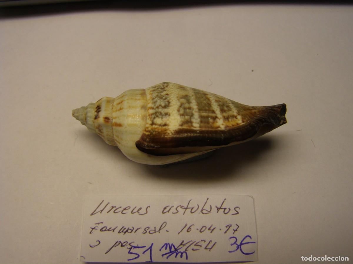 Coleccionismo de moluscos: Caracol snail shell strombus urceus ustulatus. - Foto 2