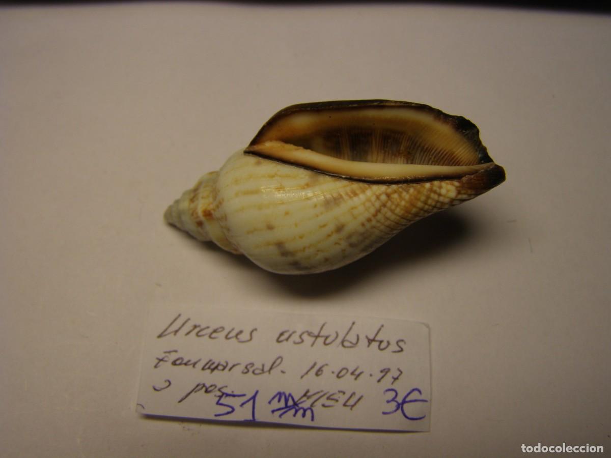 Coleccionismo de moluscos: Caracol snail shell strombus urceus ustulatus. - Foto 3