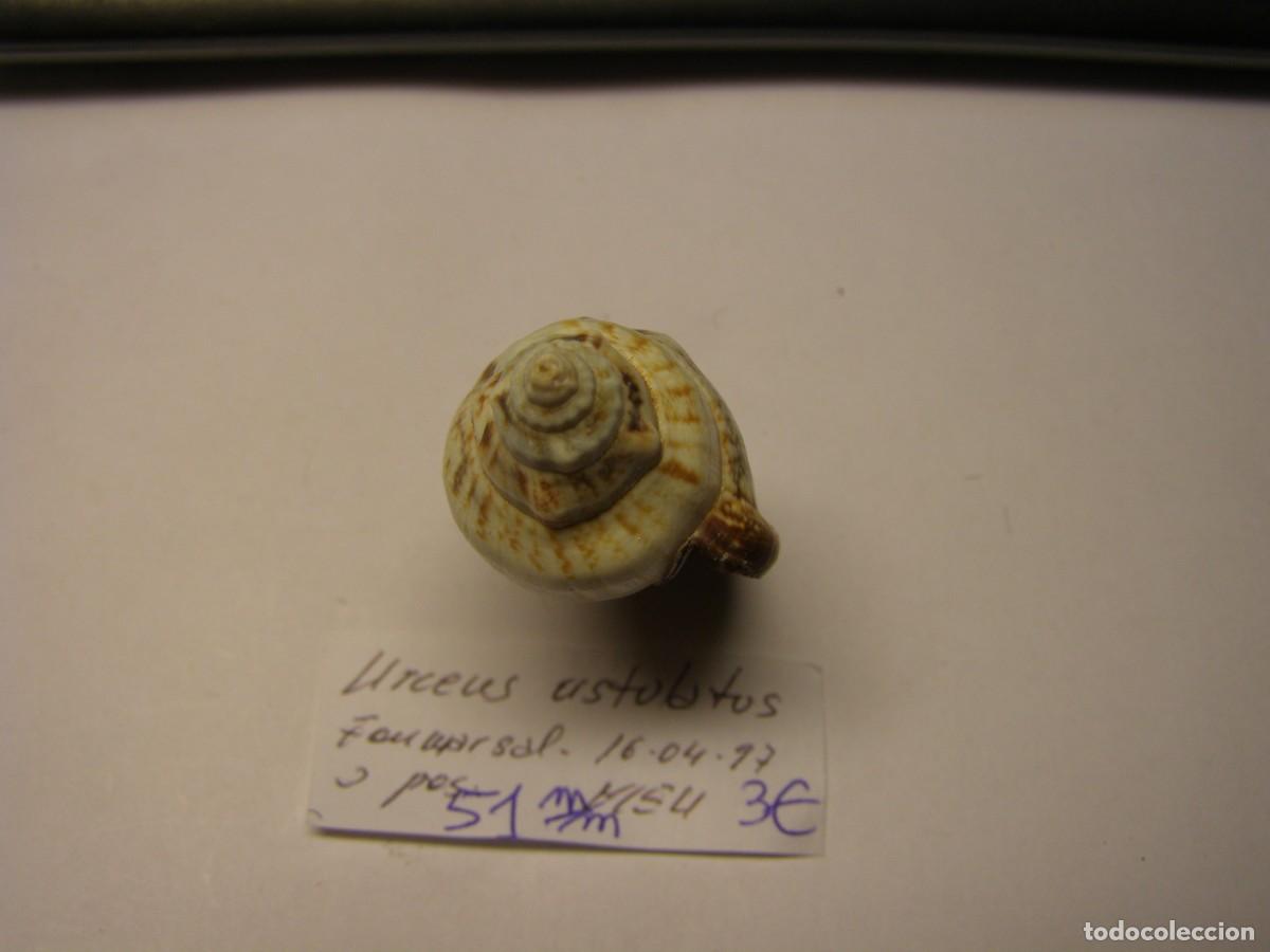 Coleccionismo de moluscos: Caracol snail shell strombus urceus ustulatus. - Foto 4