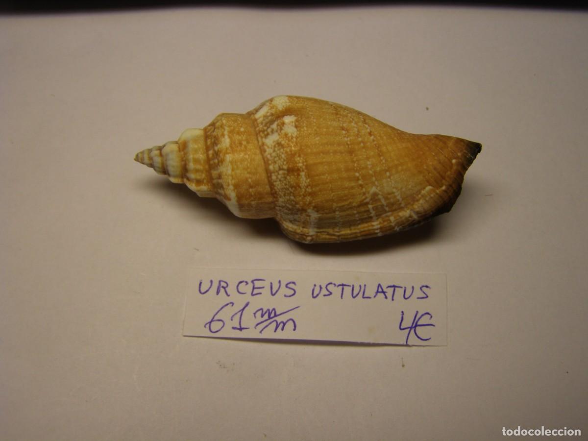 Coleccionismo de moluscos: Caracol snail shell strombus urceus ustulatus.