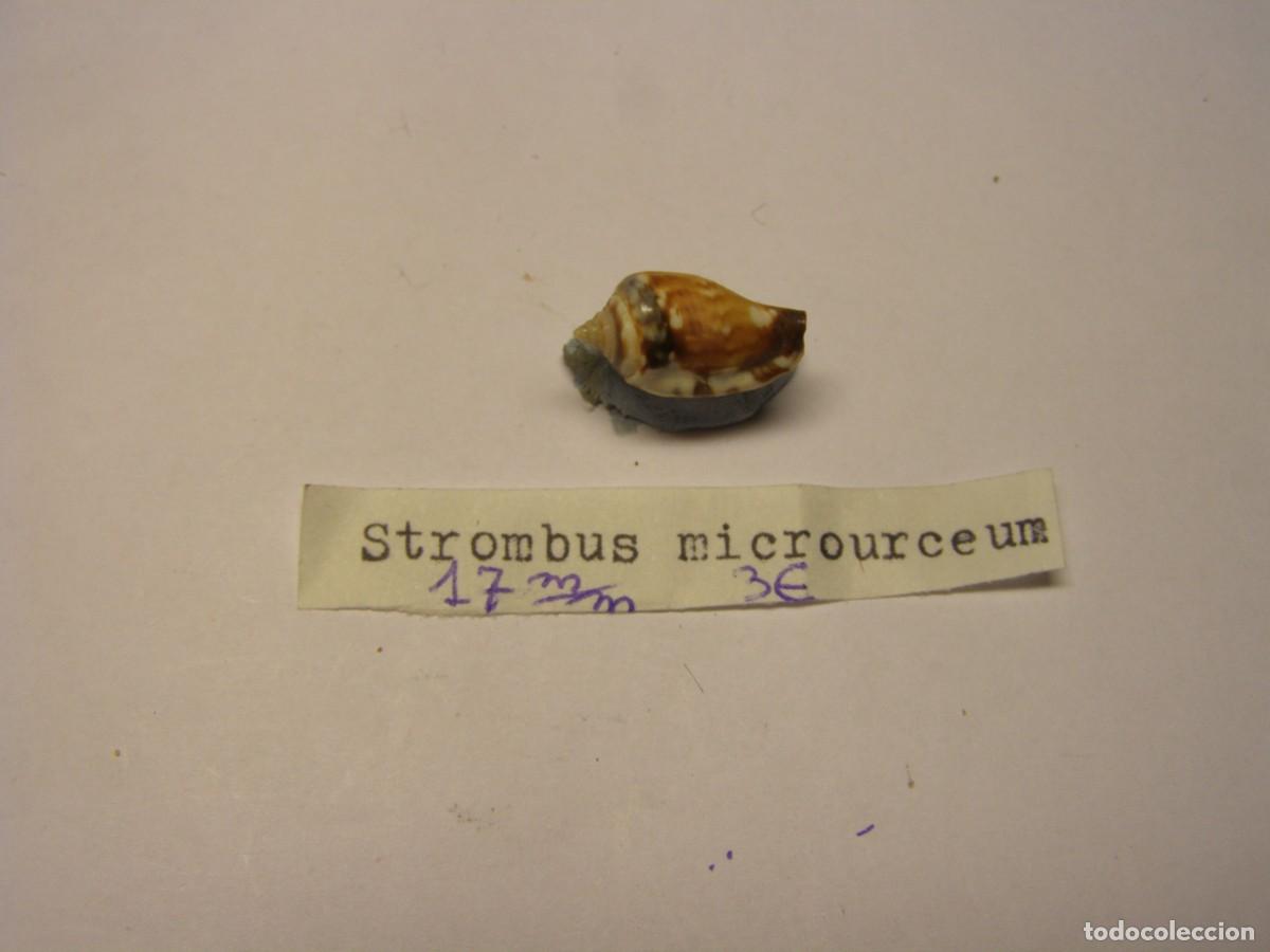 Coleccionismo de moluscos: Caracol snail shell strombus microurceum.