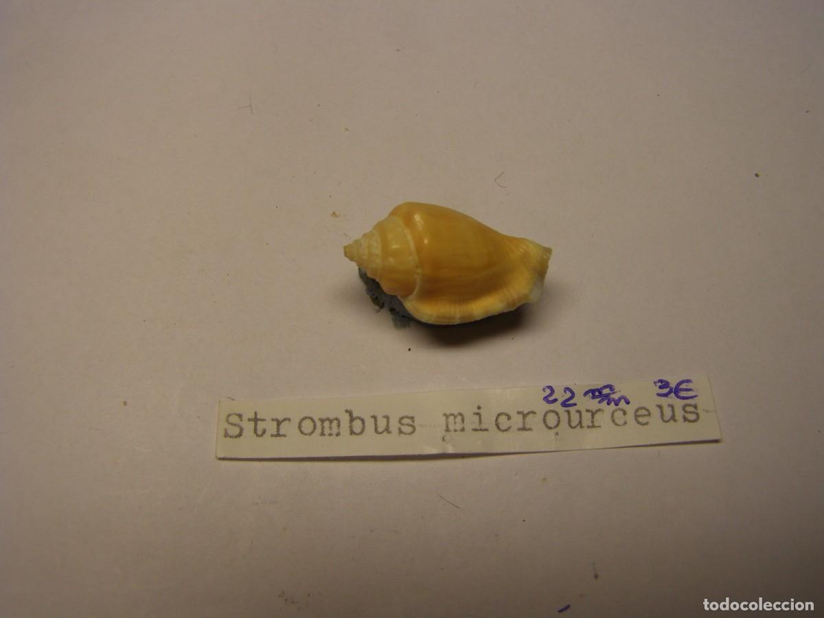 Coleccionismo de moluscos: Caracol snail shell strombus microurceum.