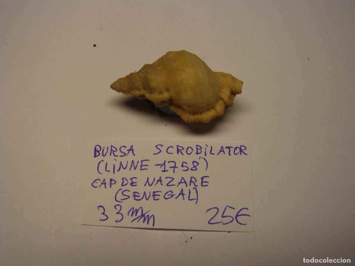 Coleccionismo de moluscos: Caracol snail shell bursa scrobilator. Senegal.