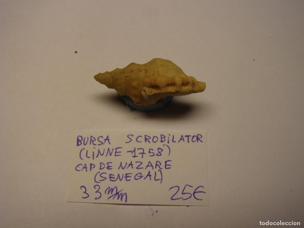 Coleccionismo de moluscos: Caracol snail shell bursa scrobilator. Senegal. - Foto 2