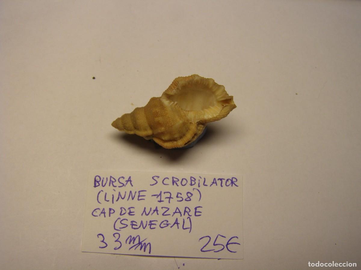 Coleccionismo de moluscos: Caracol snail shell bursa scrobilator. Senegal. - Foto 3