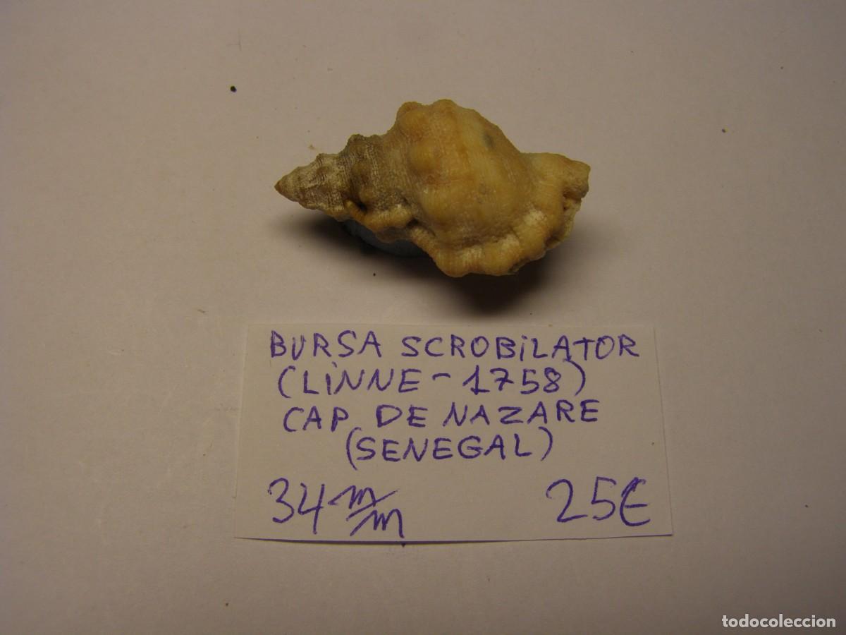 Coleccionismo de moluscos: Caracol snail shell bursa scrobilator. Senegal.