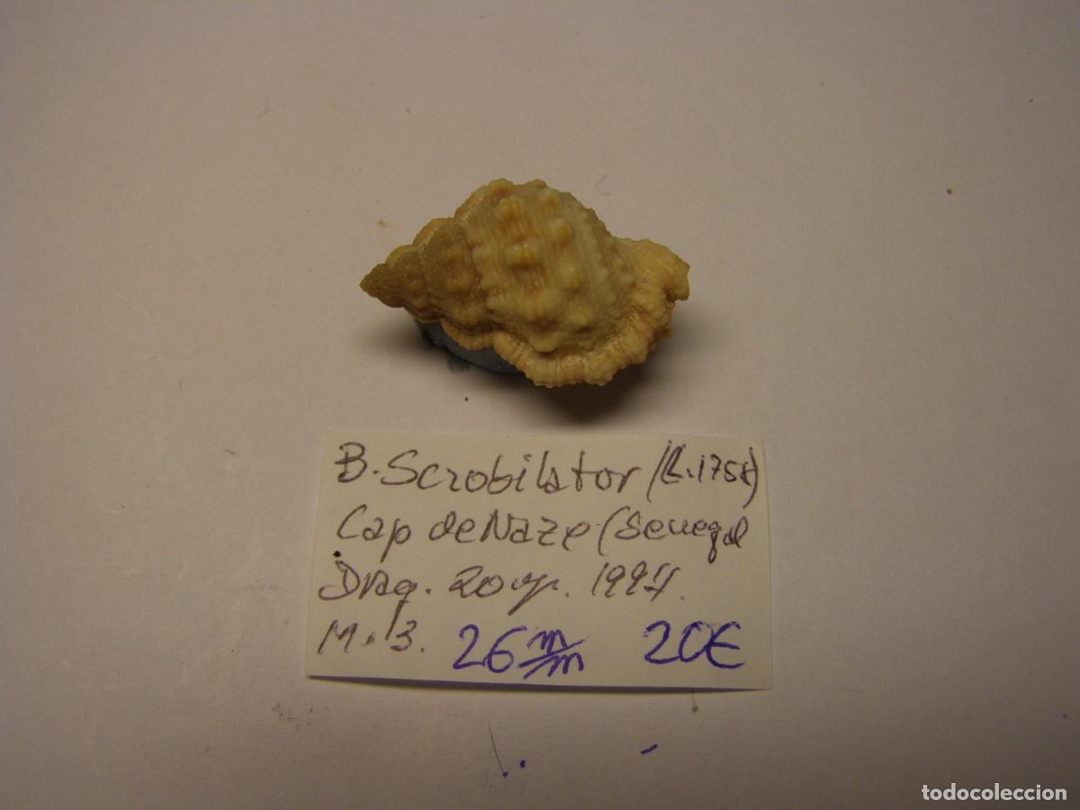 Coleccionismo de moluscos: Caracol snail shell bursa scrobilator. Senegal.