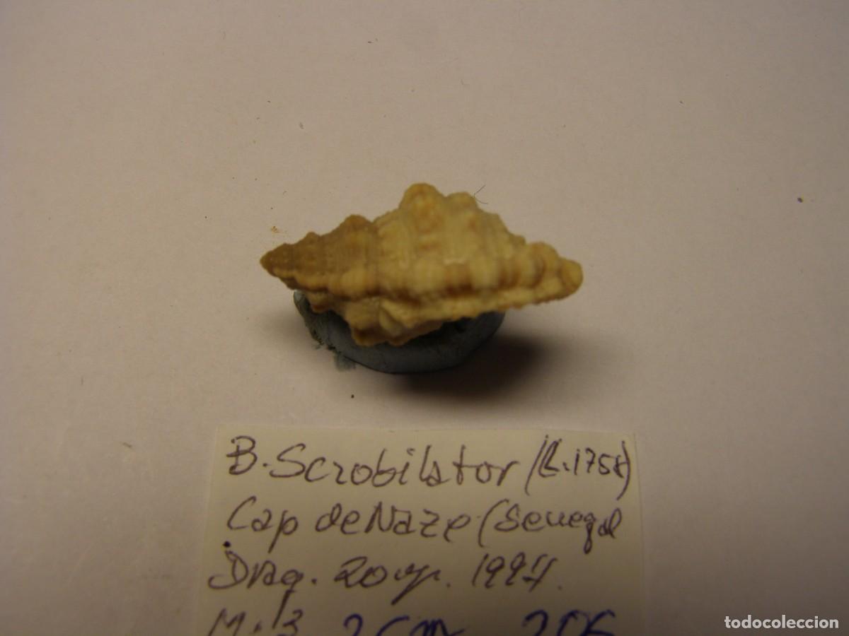 Coleccionismo de moluscos: Caracol snail shell bursa scrobilator. Senegal. - Foto 2