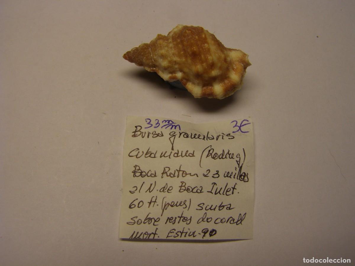 Coleccionismo de moluscos: Caracol snail shell granularic cubaniana. Cuba.