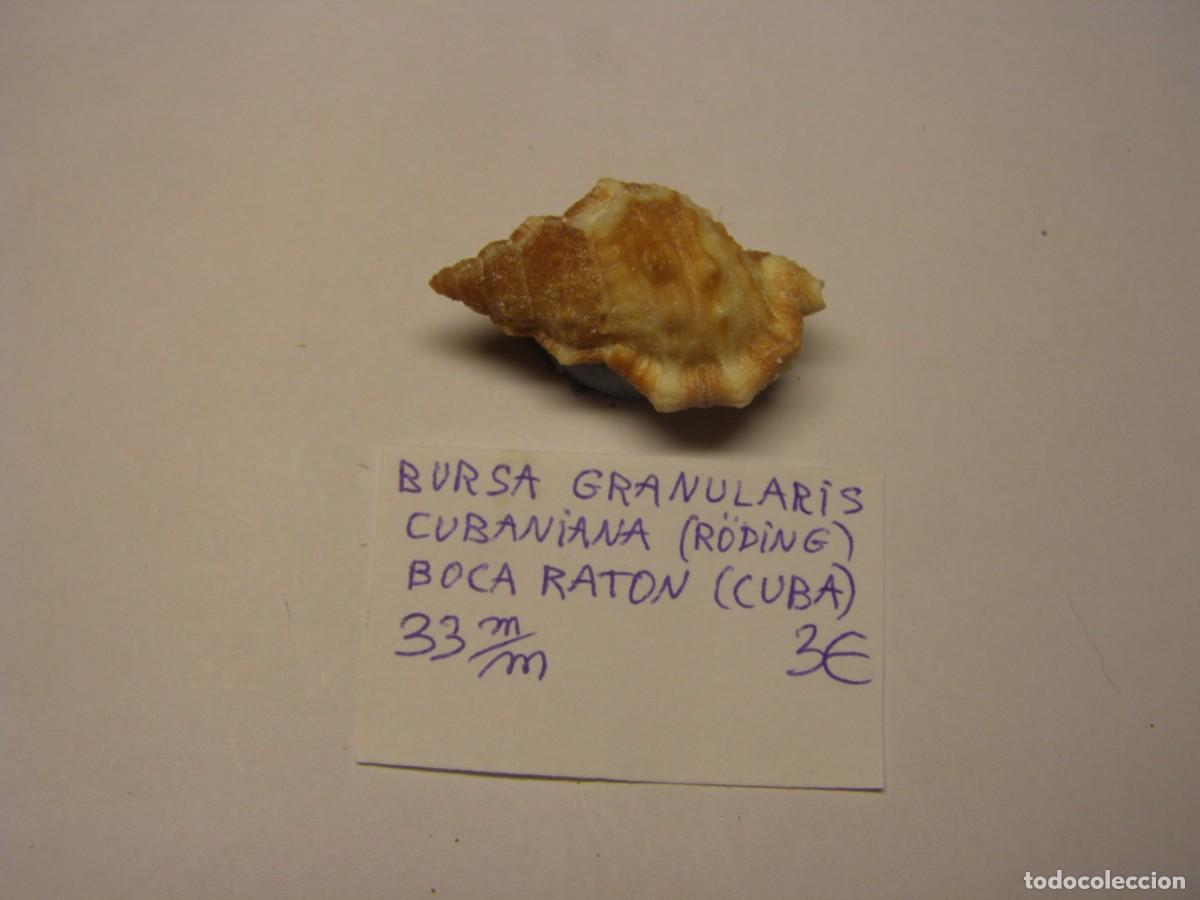 Coleccionismo de moluscos: Caracol snail shell granularic cubaniana. Cuba.