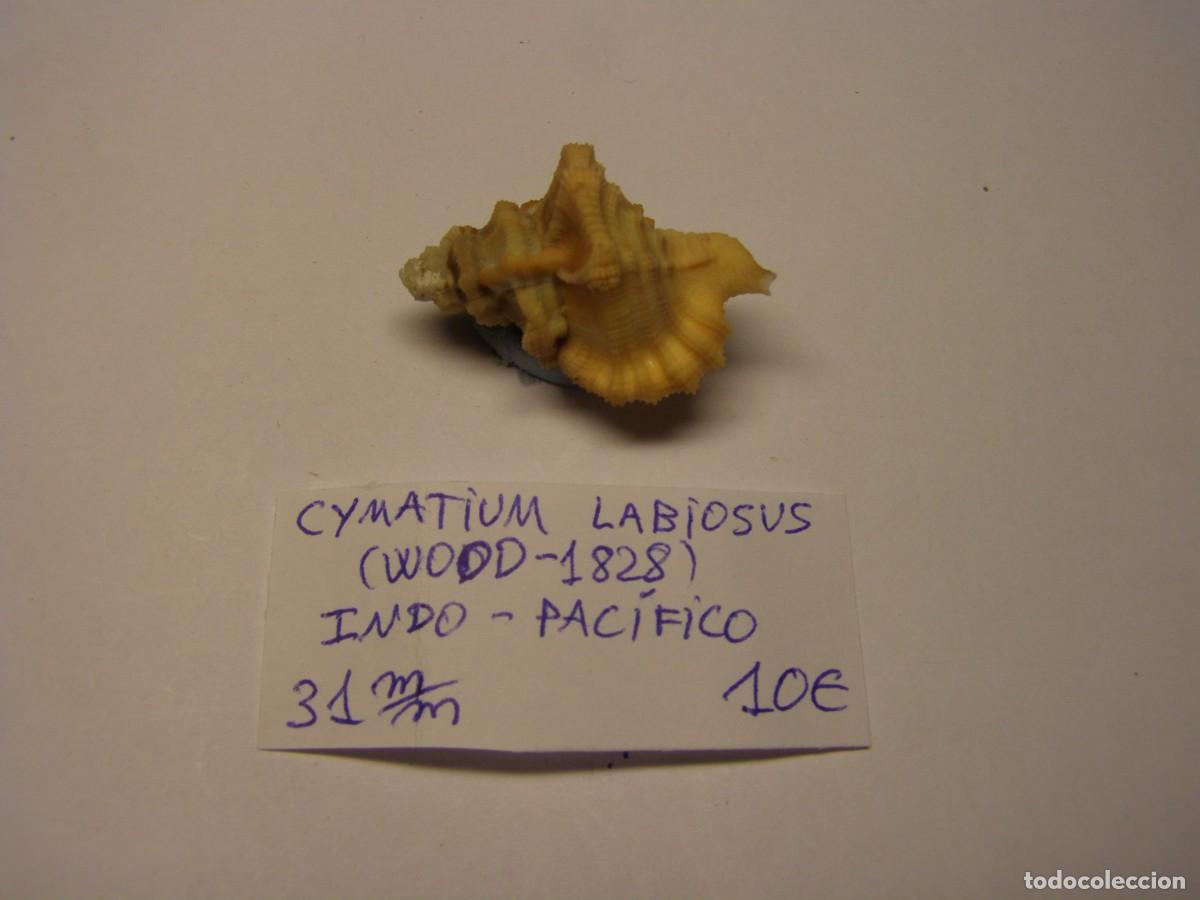 Coleccionismo de moluscos: Caracol snail shell cymatium labiosus. Indo Pac&iacute;fico.