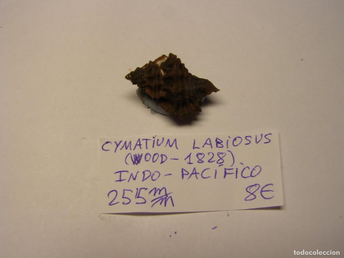 Coleccionismo de moluscos: Caracol snail shell cymatium labiosus. Indo Pac&iacute;fico.
