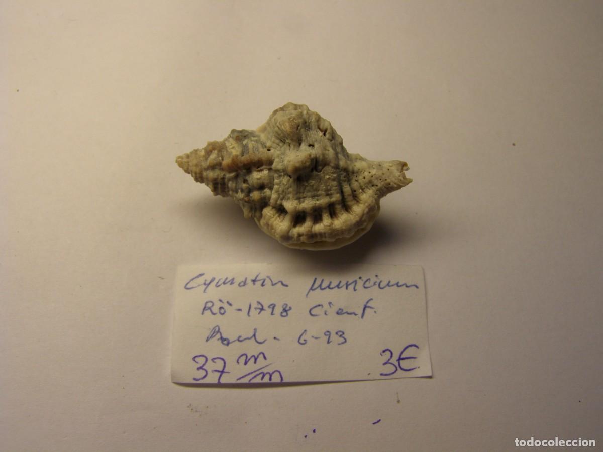 Coleccionismo de moluscos: Caracol snail shell cymatium muricium. Cuba.