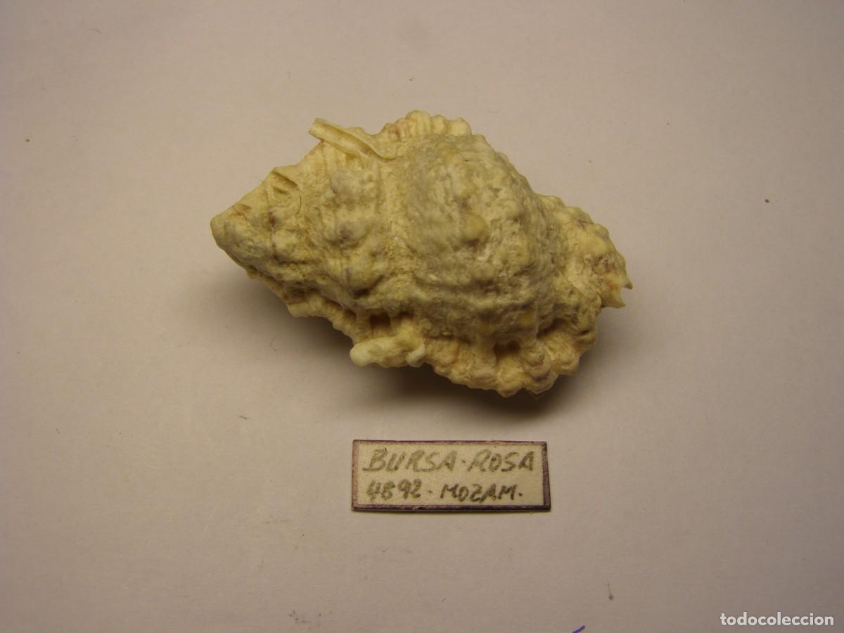 Coleccionismo de moluscos: Caracol snail shell bursa rosa. Mozambique.