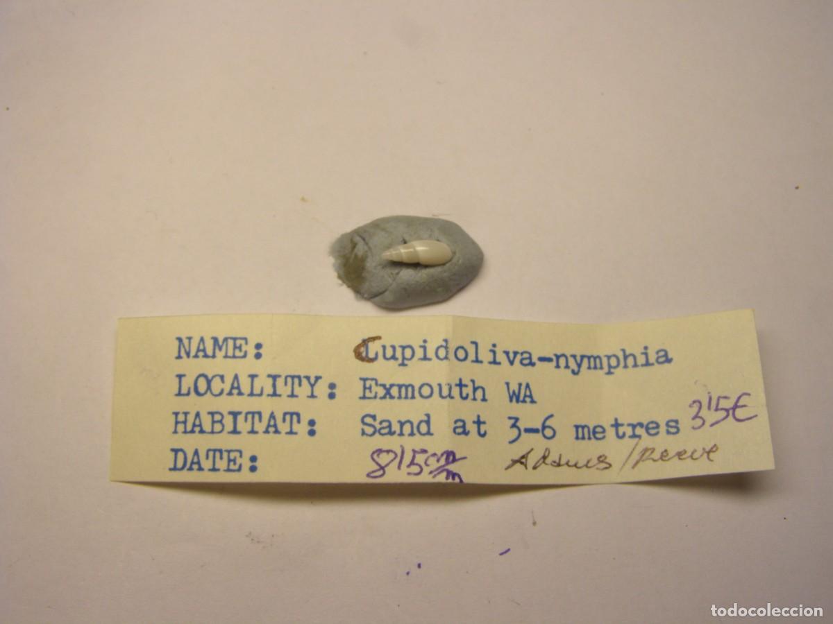 Coleccionismo de moluscos: Caracol snail shell cupidoliva nymphia. Australia.