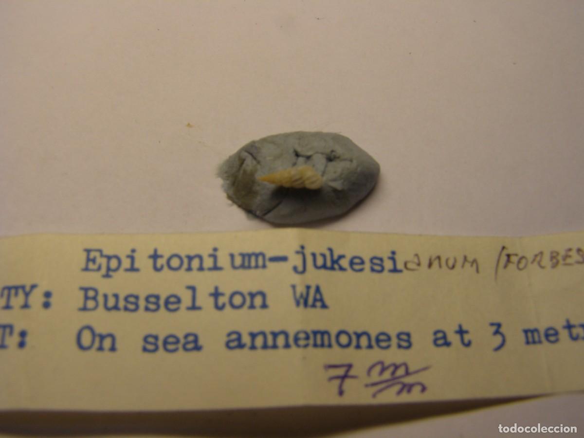 Coleccionismo de moluscos: Caracol snail shell epitonium jukesianum. Australia.