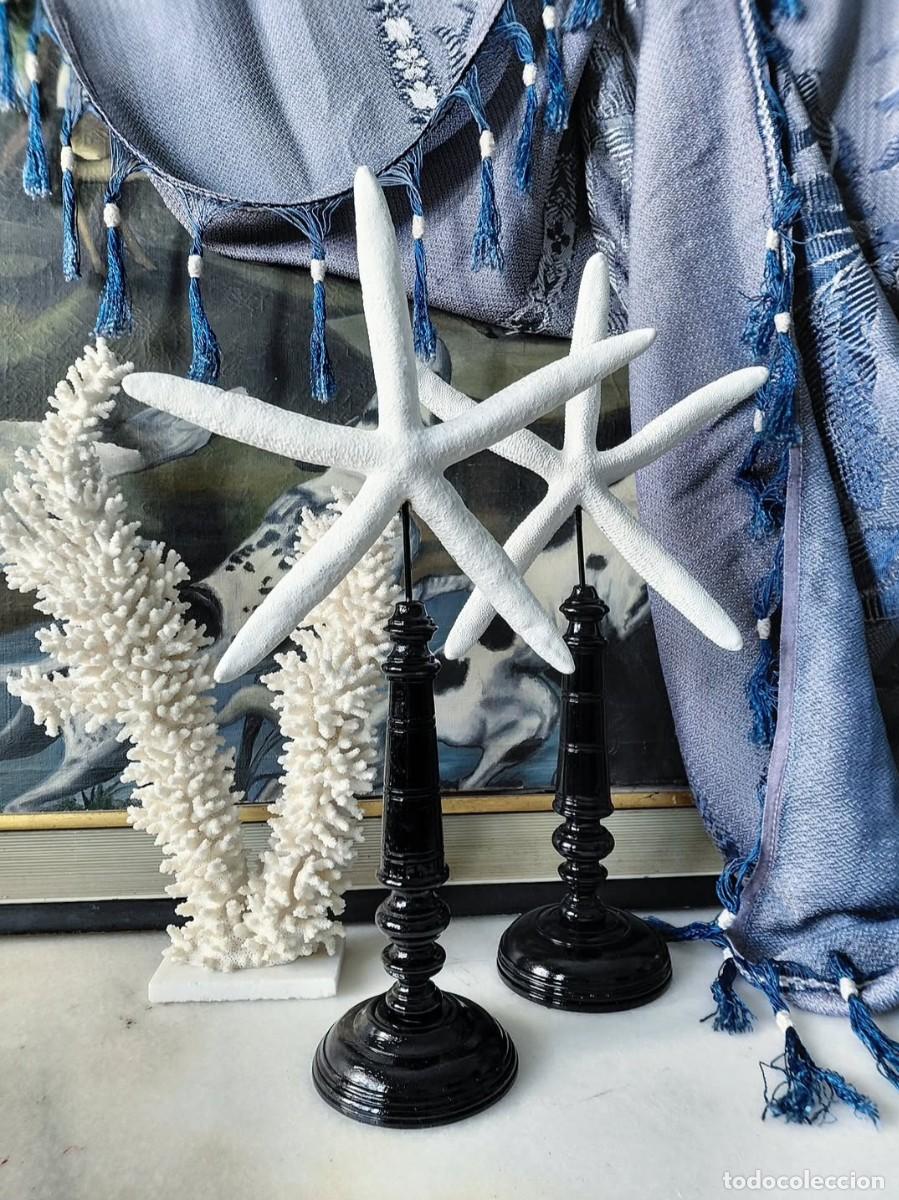 Coleccionismo de moluscos: Pareja estrellas de mar disecadas. Taxidermia sobre peana de madera o pedestal.