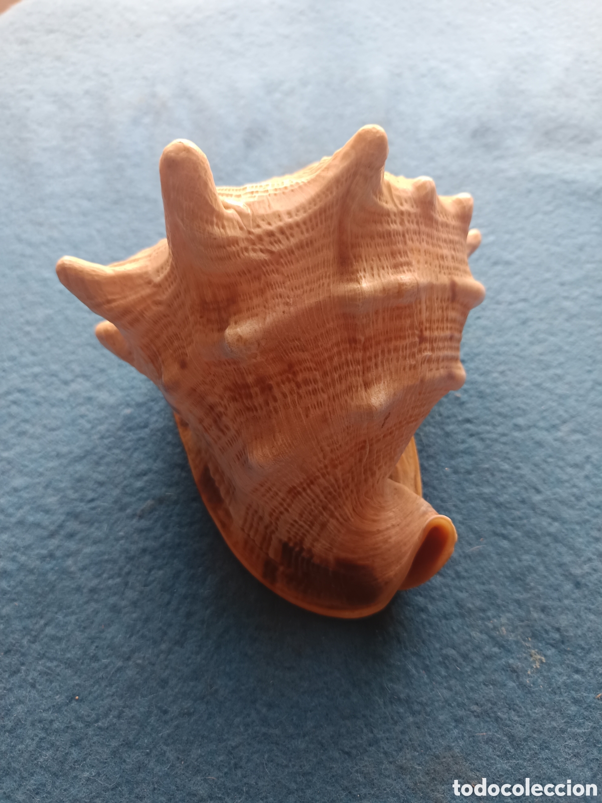 Sammlung von Weichtieren: CARACOLA CASSIS CORNUTA.