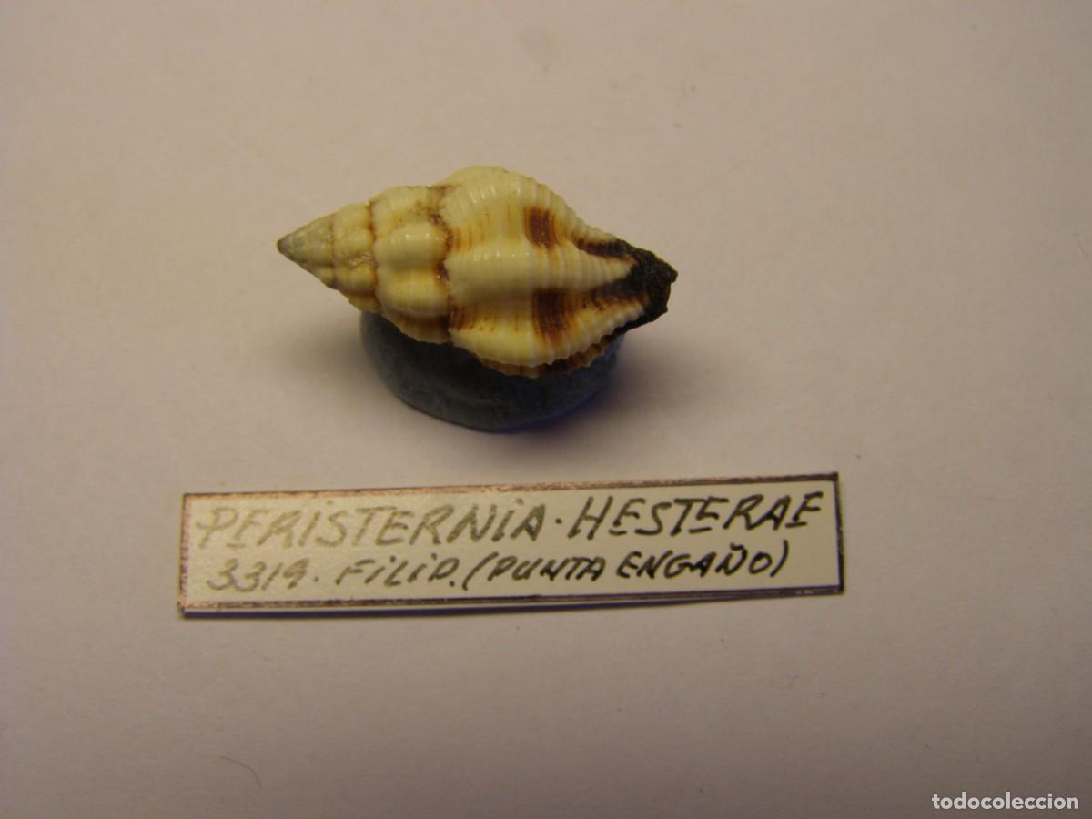 Sammlung von Weichtieren: Caracol snail shell peristernia hesterae. Filipinas