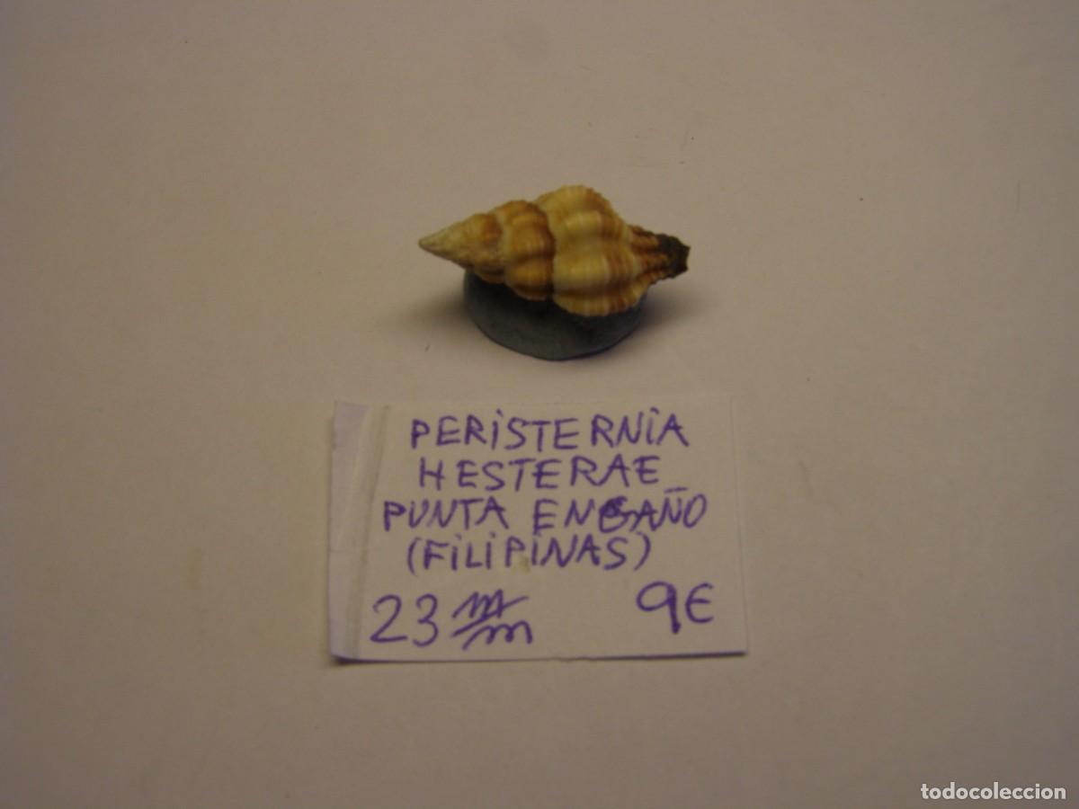 Sammlung von Weichtieren: Caracol snail shell peristernia hesterae. Filipinas