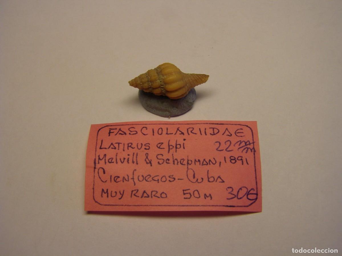 Sammlung von Weichtieren: Caracol snail shell latirus eppi. Cuba.