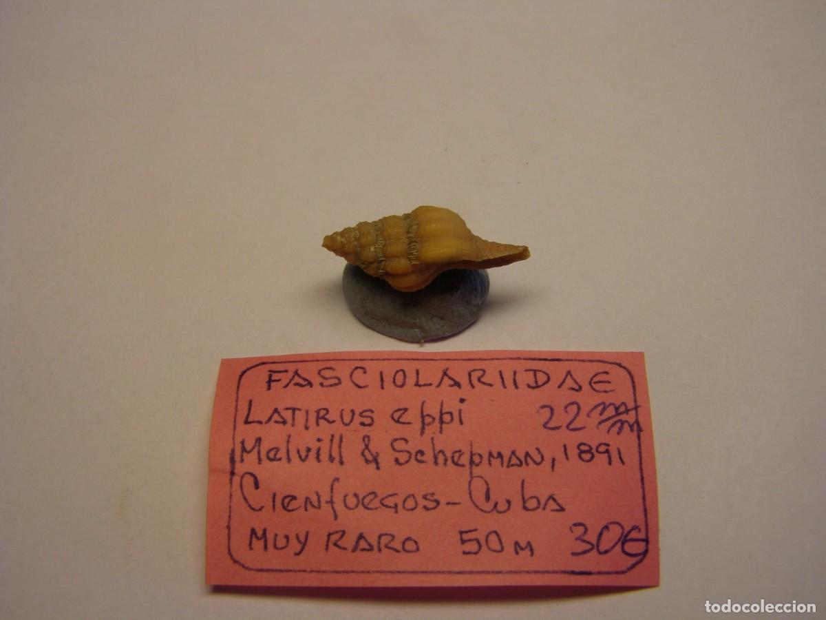 Coleccionismo de moluscos: Caracol snail shell latirus eppi. Cuba. - Foto 2