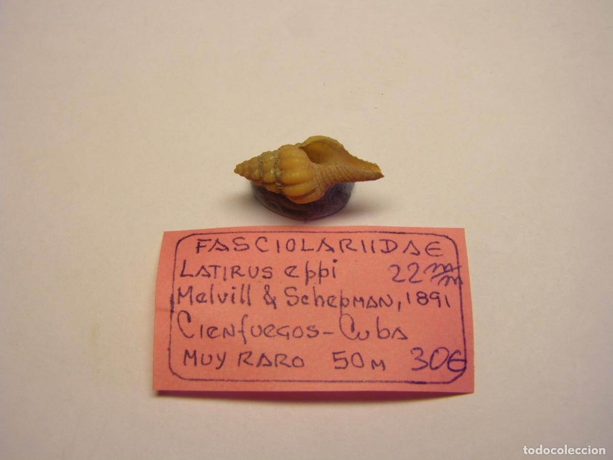 Coleccionismo de moluscos: Caracol snail shell latirus eppi. Cuba. - Foto 3