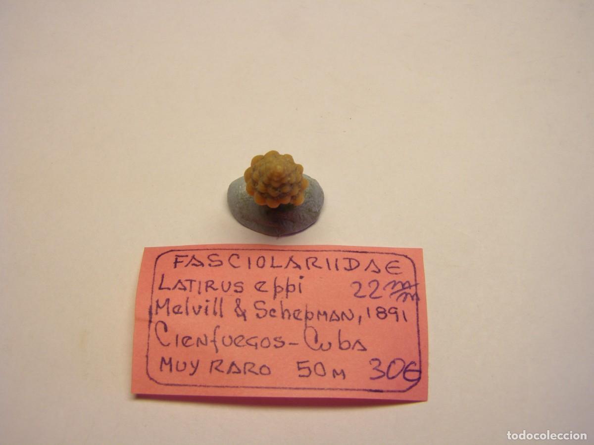 Coleccionismo de moluscos: Caracol snail shell latirus eppi. Cuba. - Foto 4