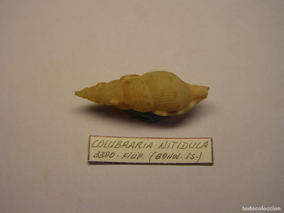 Sammlung von Weichtieren: Caracol snail shell colubraria nitidula. Filipinas.