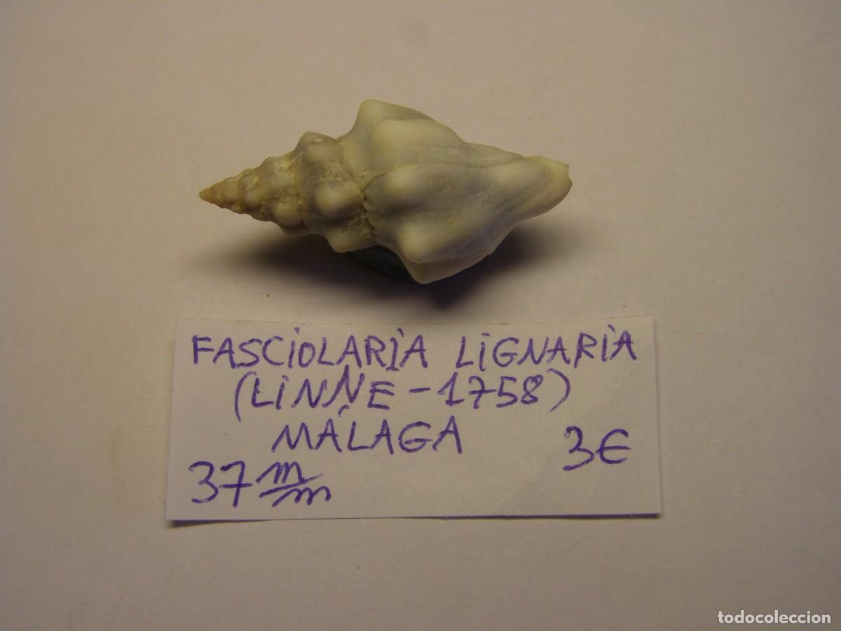 Sammlung von Weichtieren: Caracol snail shell fasciolaria lignaria. M&aacute;laga.