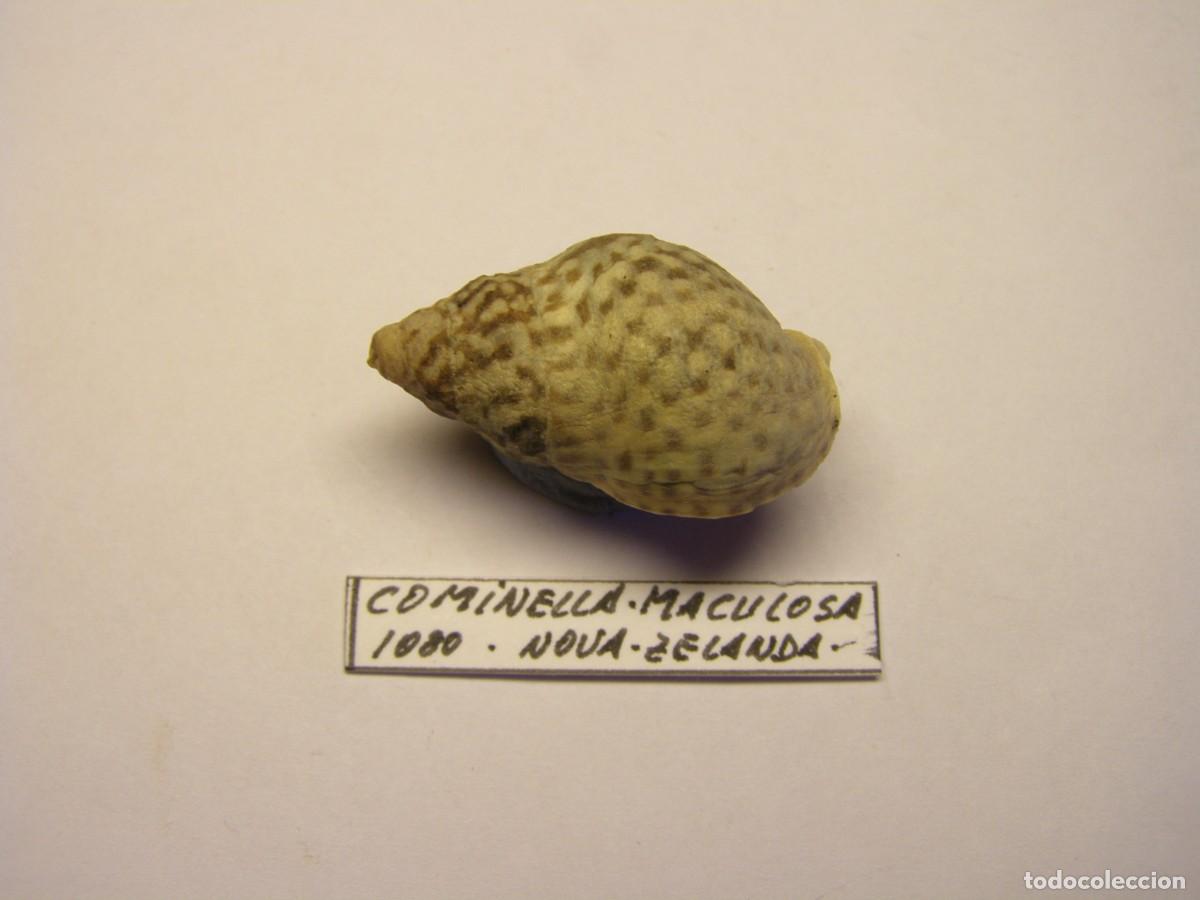 Sammlung von Weichtieren: Caracol snail shell cominella maculosa. Nueva Zelanda.
