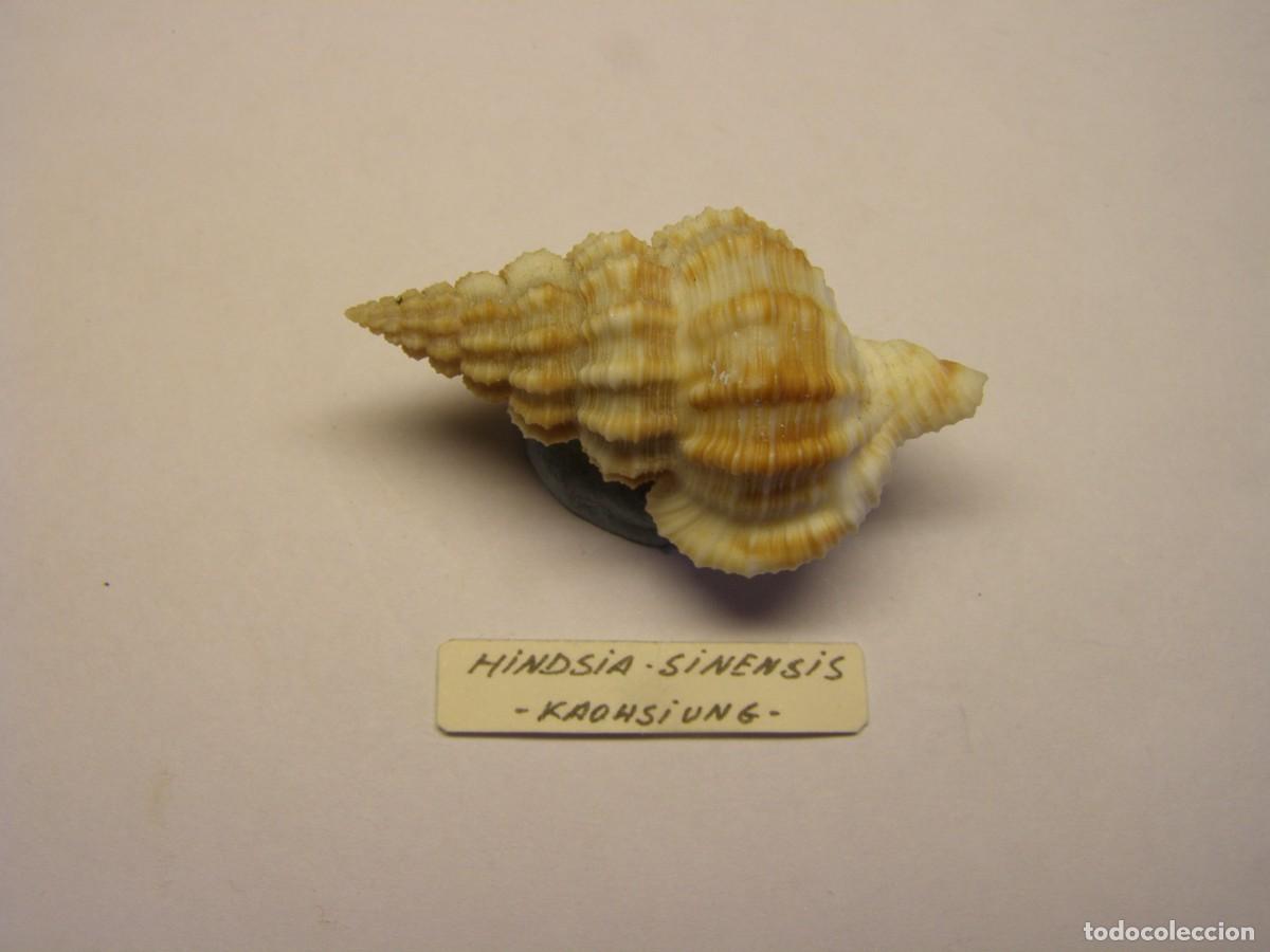 Sammlung von Weichtieren: Caracol snail shell hindsia sinensis. China.