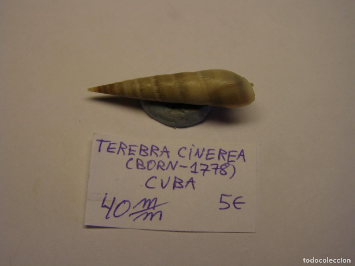 Sammlung von Weichtieren: Caracol snail shell terebra cinerea. Cuba.
