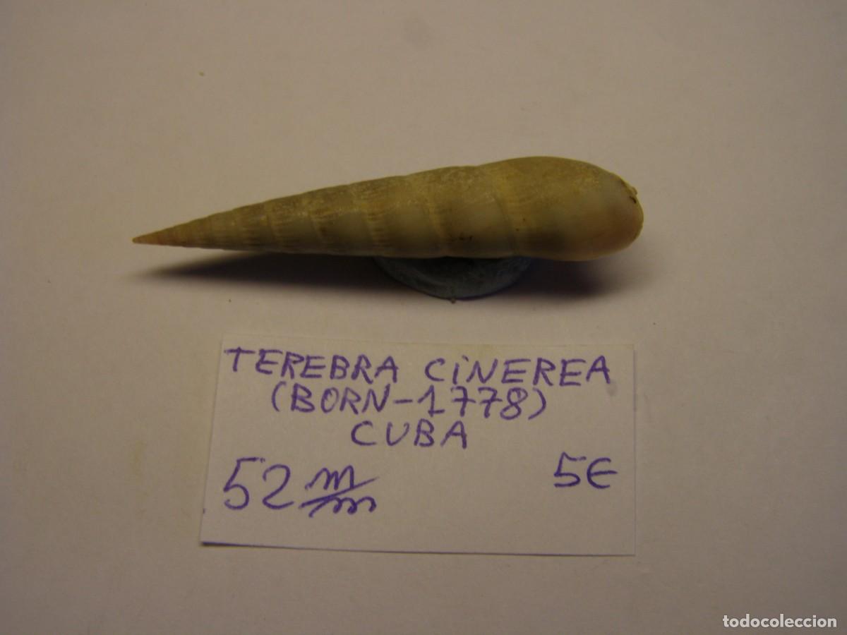 Sammlung von Weichtieren: Caracol snail shell terebra cinerea. Cuba.