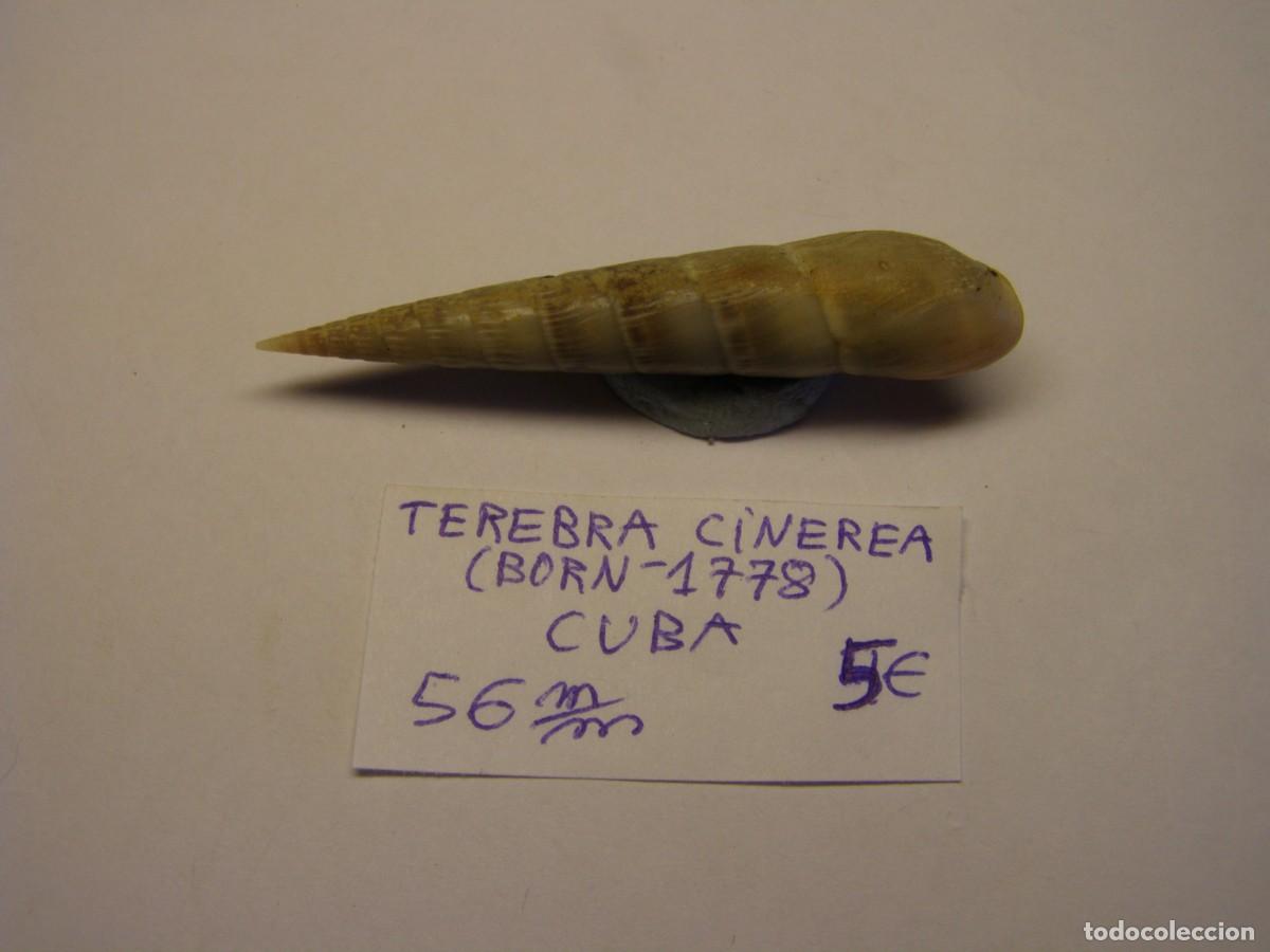 Sammlung von Weichtieren: Caracol snail shell terebra cinerea. Cuba.