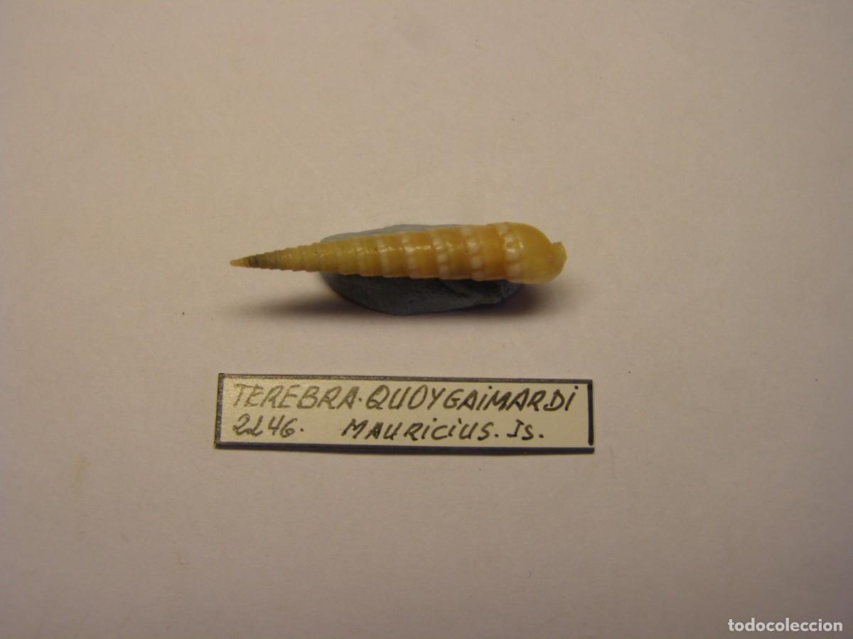 Sammlung von Weichtieren: Caracol snail shell terebra quoygaimardi. Islas Mauricio.