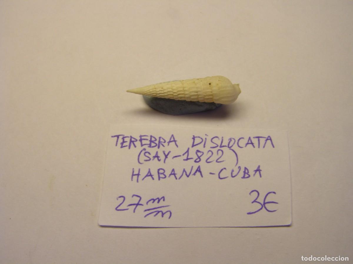 Sammlung von Weichtieren: Caracol snail shell terebra dislocata. Cuba.