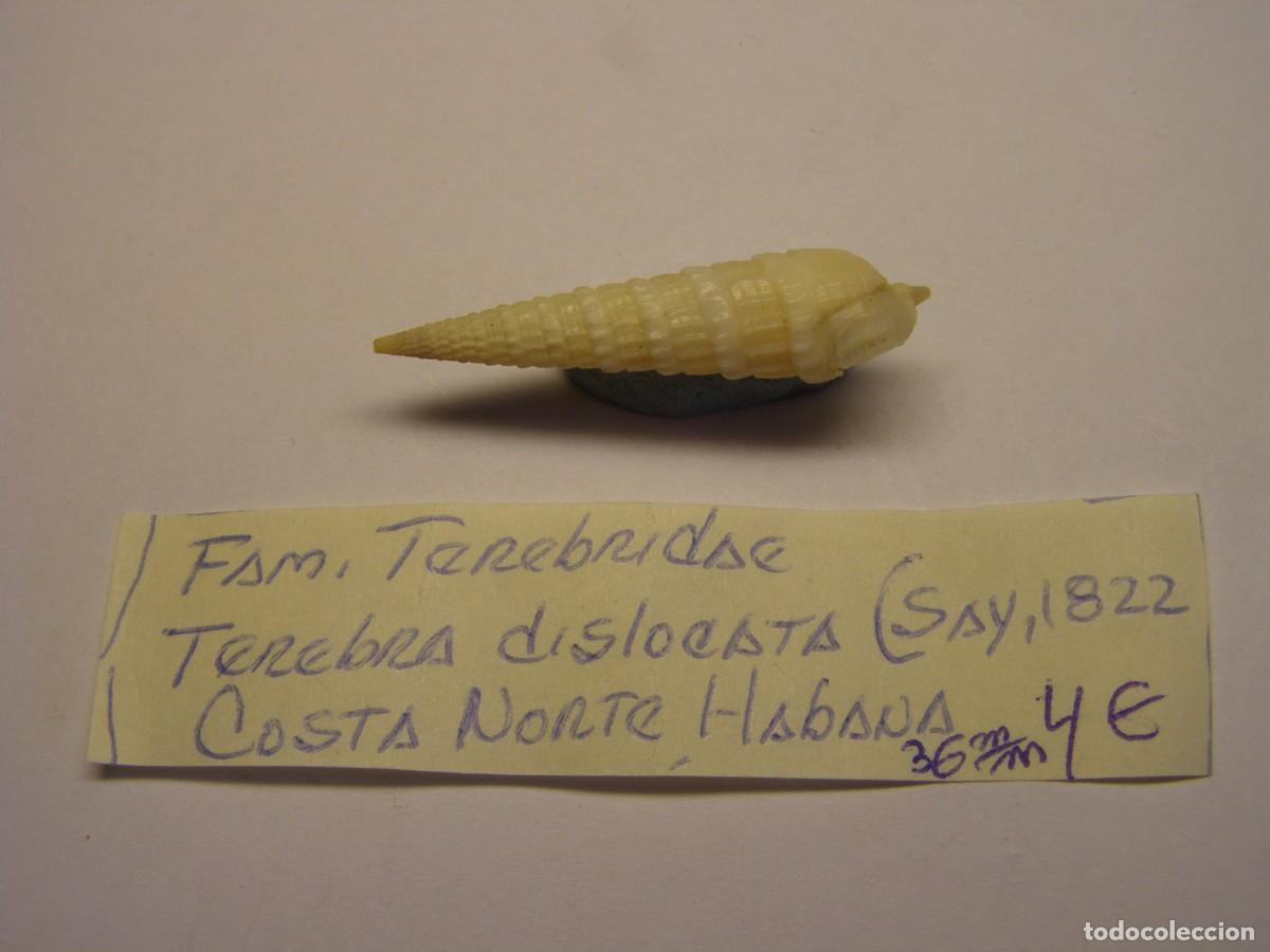 Sammlung von Weichtieren: Caracol snail shell terebra dislocata. Cuba.