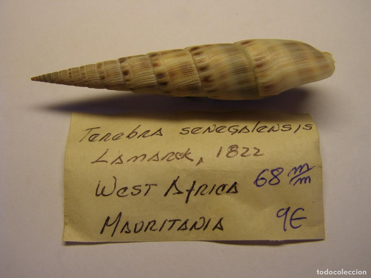 Coleccionismo de moluscos: Caracol snail shell terebra senegalensis. Mauritania.
