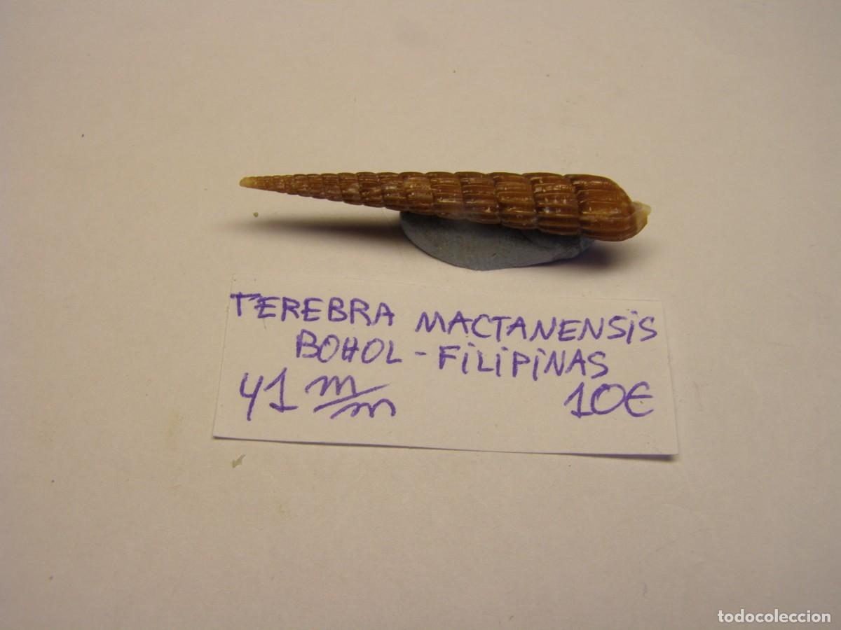 Coleccionismo de moluscos: Caracol snail shell terebra mactanensis. Filipinas.