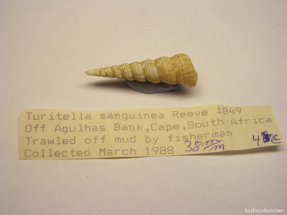 Coleccionismo de moluscos: Caracol snail shell turritella sanguinea. Sud&agrave;frica.