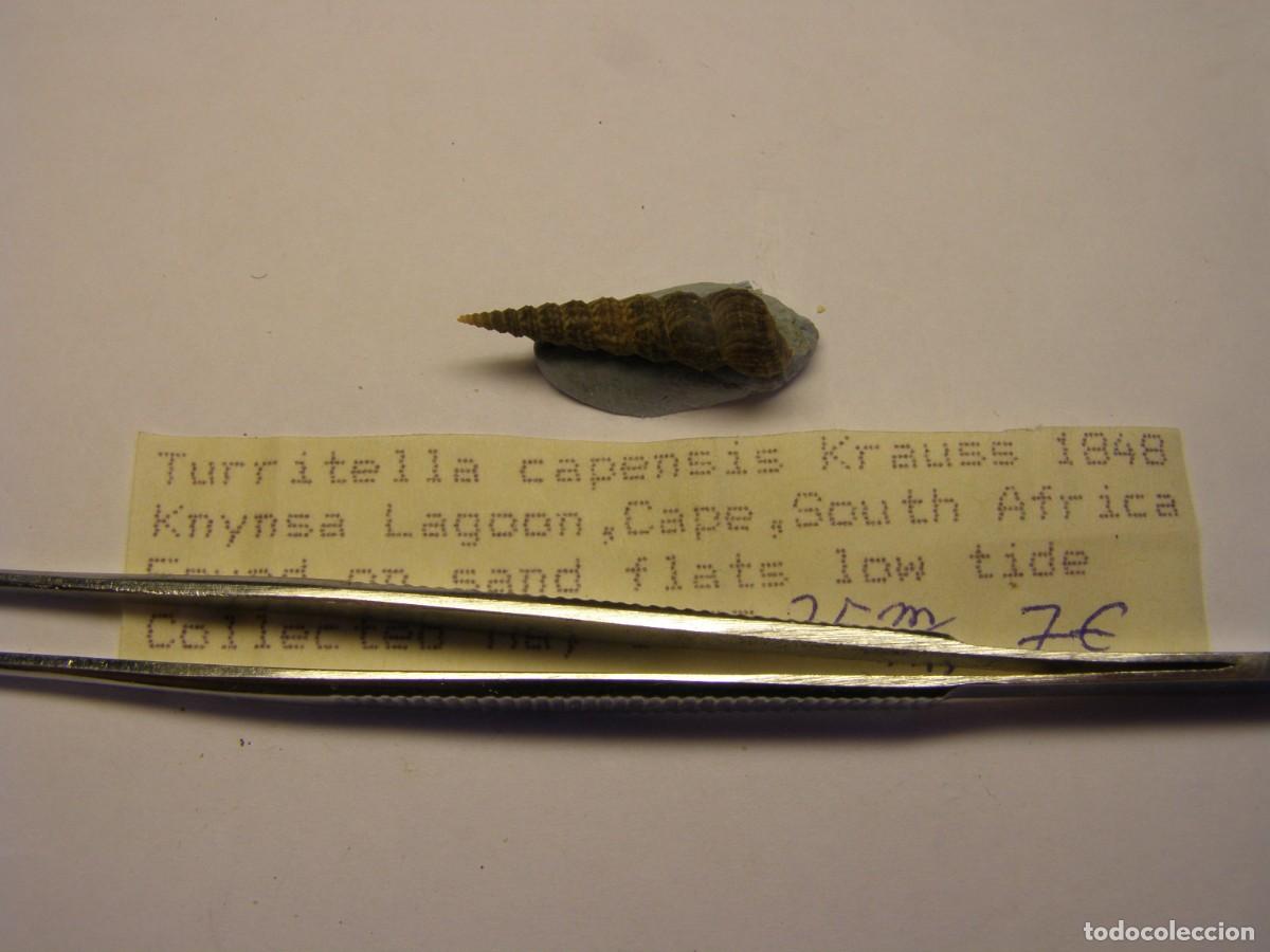 Coleccionismo de moluscos: Caracol snail shell turritella capensis. Sud&agrave;frica.