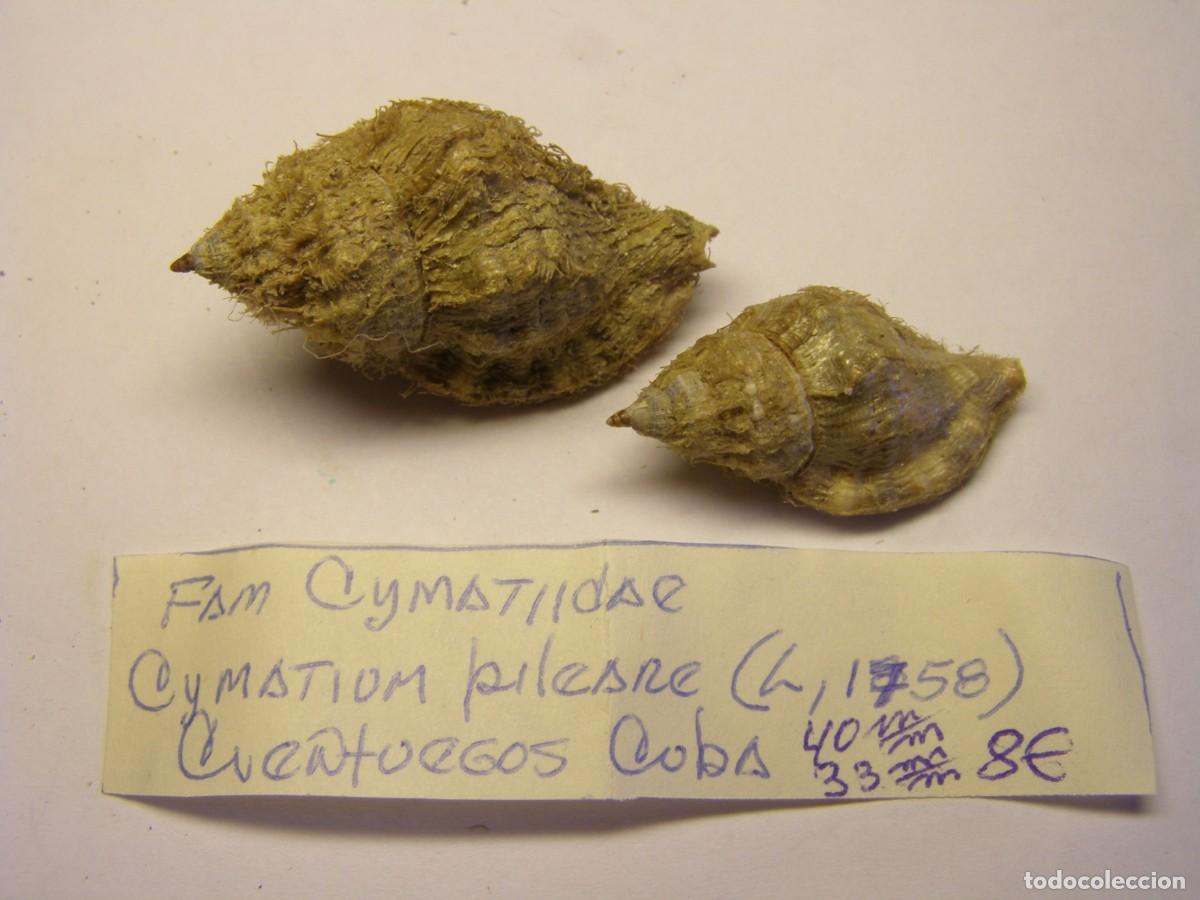 Coleccionismo de moluscos: 2 Caracoles snail shell cymatium pileare. Cuba.