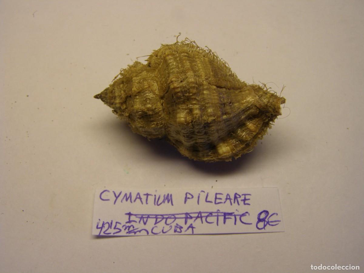 Coleccionismo de moluscos: Caracol snail shell cymatium pileare. Cuba.