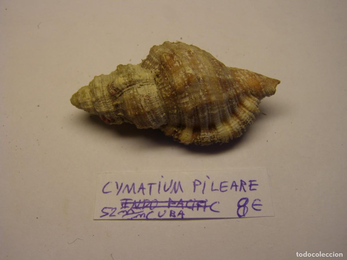 Coleccionismo de moluscos: Caracol snail shell cymatium pileare. Cuba.